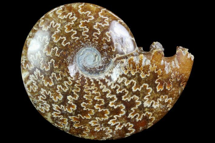 Polished, Agatized Ammonite (Cleoniceras) - Madagascar #97302